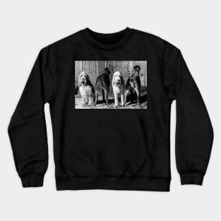 The line up Spinone Crewneck Sweatshirt